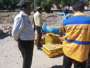 مقابله با عرضه غیرمجاز طیور در شهرستان‌های دماوند و پردیس
