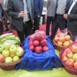 جشنواره سیب شهرستان دماوند