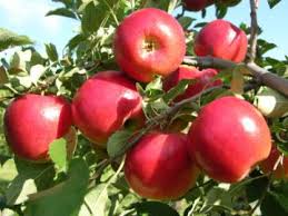برداشت محصول سیب درختی پاییزه از باغات شهرستان دماوند